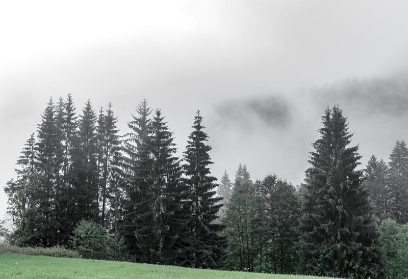 Black Forest, Germany