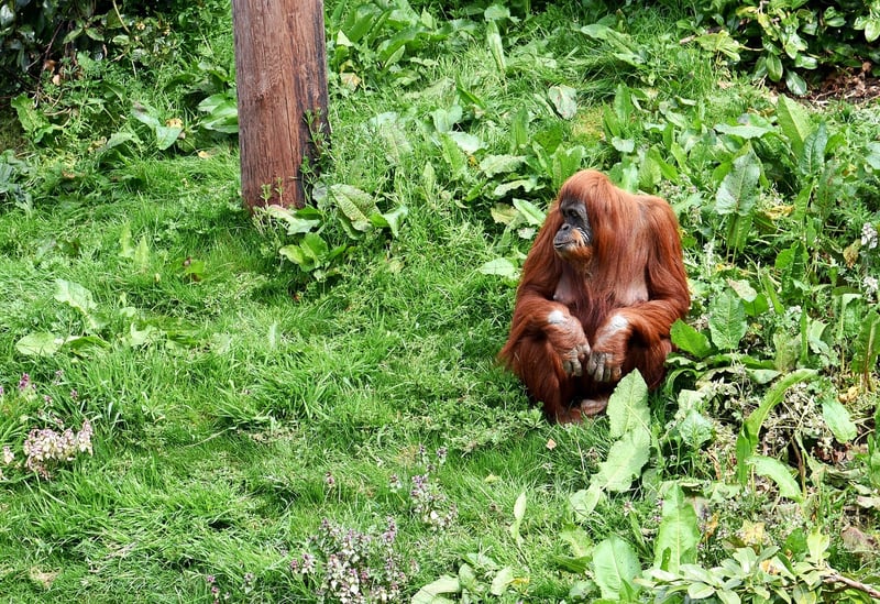 Borneo Rainforest, Malaysia