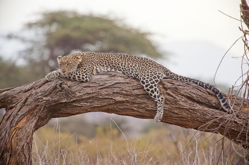 Safari Excursion