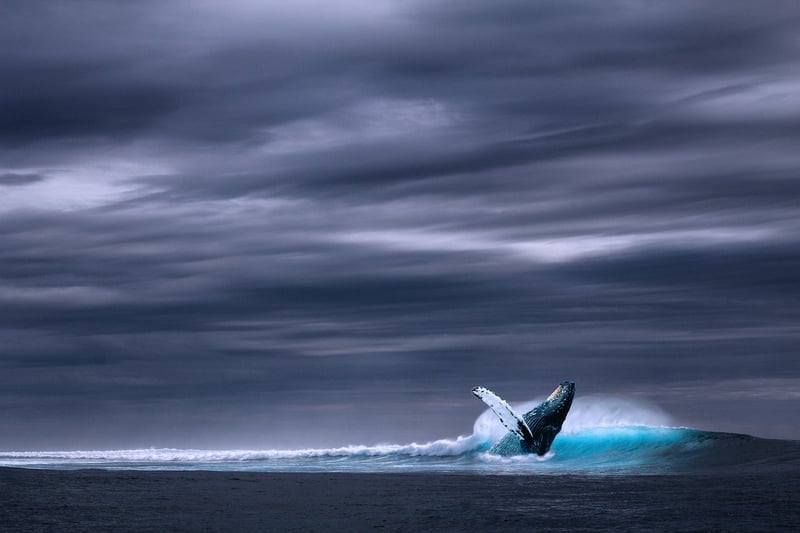 Whale Watching Tour